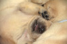 Szczenięta Labrador Retriever
