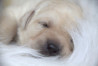 Szczenięta Labrador Retriever