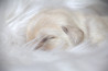 Szczenięta Labrador Retriever