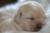 Szczenięta Labrador Retriever