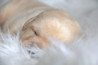 Szczenięta Labrador Retriever