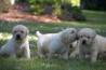 Szczenięta Labrador Retriever