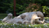 Szczenięta Labrador Retriever