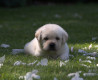 Szczenięta Labrador Retriever