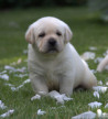 Szczenięta Labrador Retriever