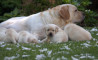 Szczenięta Labrador Retriever