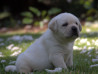 Szczenięta Labrador Retriever