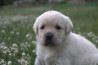 Szczenięta Labrador Retriever