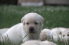 Szczenięta Labrador Retriever