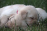 Szczenięta Labrador Retriever