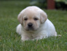 Szczenięta Labrador Retriever