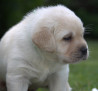 Szczenięta Labrador Retriever