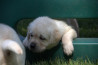Szczenięta Labrador Retriever