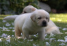 Szczenięta Labrador Retriever