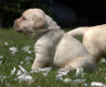 Szczenięta Labrador Retriever