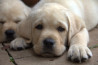 Szczenięta Labrador Retriever