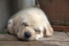 Szczenięta Labrador Retriever