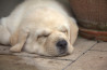 Szczenięta Labrador Retriever