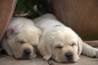 Szczenięta Labrador Retriever