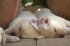 Szczenięta Labrador Retriever
