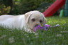 Szczenięta Labrador Retriever