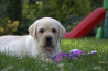 Szczenięta Labrador Retriever
