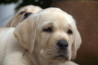 Szczenięta Labrador Retriever