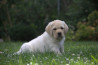 Szczenięta Labrador Retriever