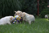 Szczenięta Labrador Retriever