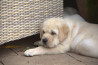 Szczenięta Labrador Retriever