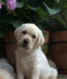 Szczenięta Labrador Retriever