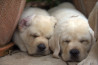 Szczenięta Labrador Retriever