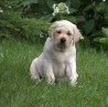 Szczenięta Labrador Retriever