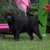 Szczenięta Labrador Retriever