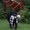 Szczenięta Labrador Retriever