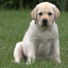 Szczenięta Labrador Retriever