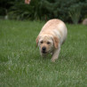 Szczenięta Labrador Retriever