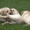 Szczenięta Labrador Retriever