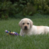 Szczenięta Labrador Retriever