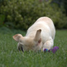 Szczenięta Labrador Retriever