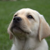 Szczenięta Labrador Retriever