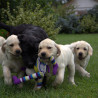 Szczenięta Labrador Retriever