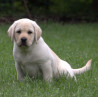 Szczenięta Labrador Retriever