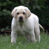 Szczenięta Labrador Retriever