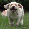 Szczenięta Labrador Retriever