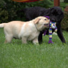 Szczenięta Labrador Retriever