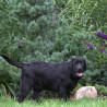 Szczenięta Labrador Retriever