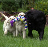 Szczenięta Labrador Retriever