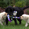 Szczenięta Labrador Retriever