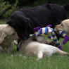 Szczenięta Labrador Retriever